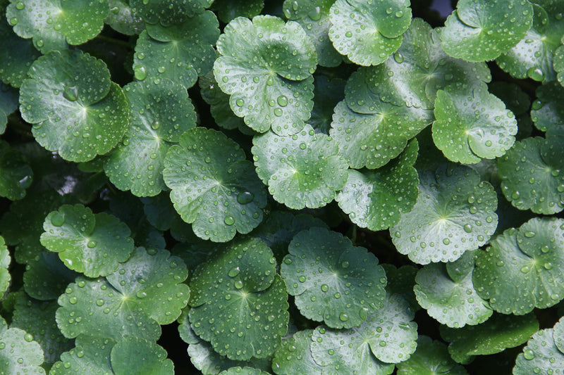 Centella Asiatica Extract